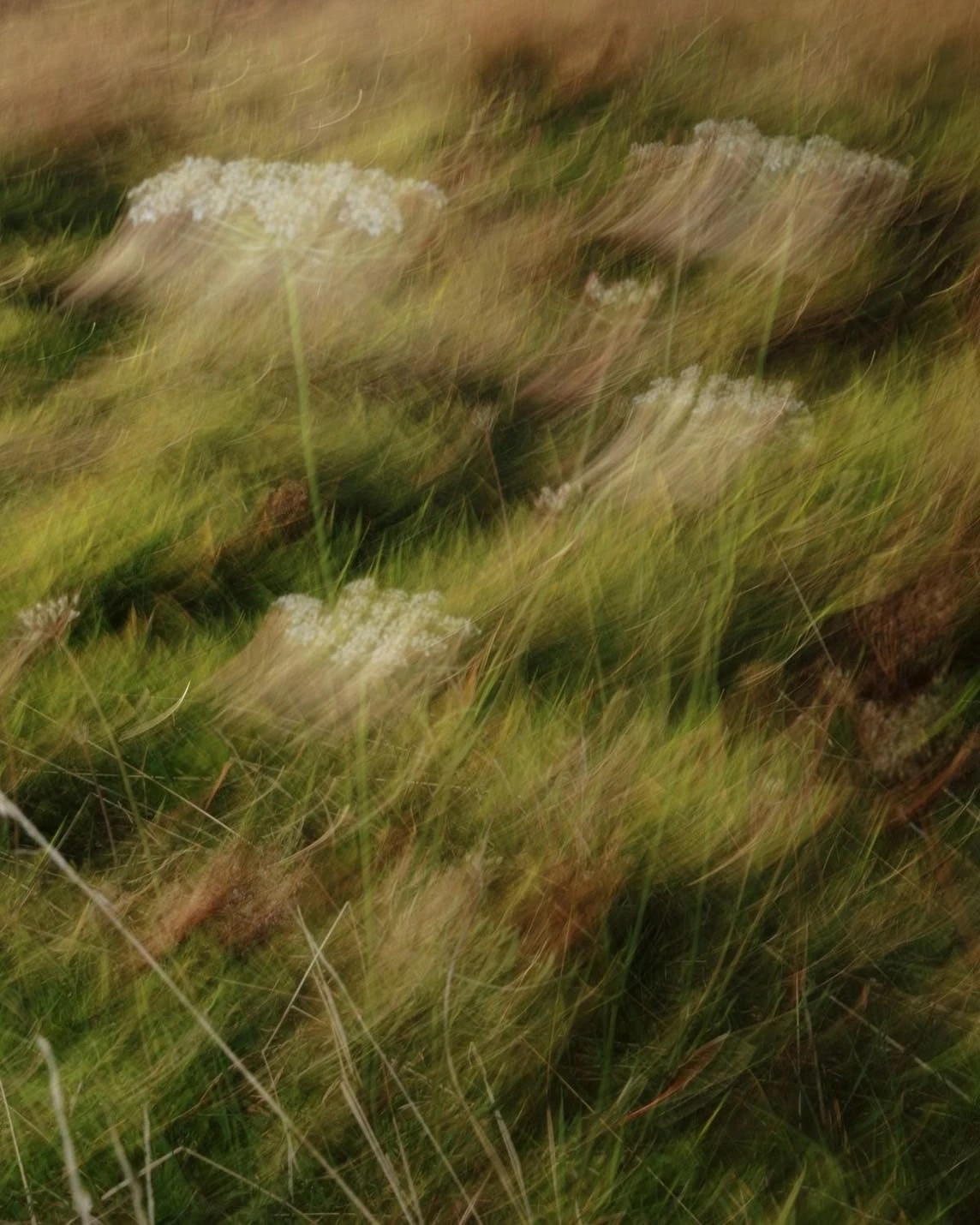 Flores silvestres blancas entre la hierba movida por el viento